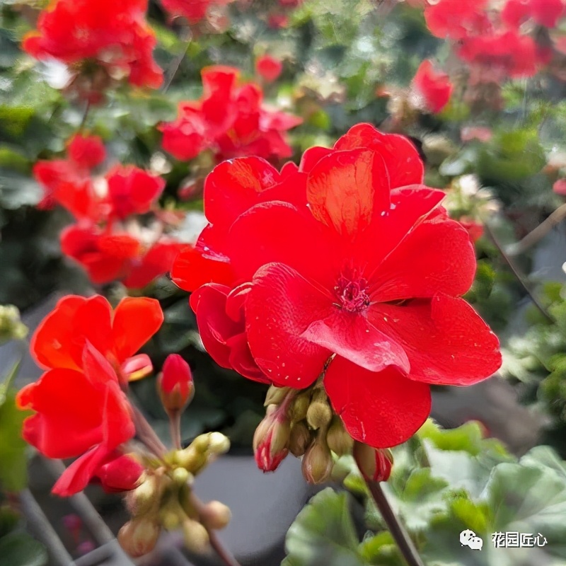 不花钱就坐拥巨大天竺葵花球的秘籍分享
