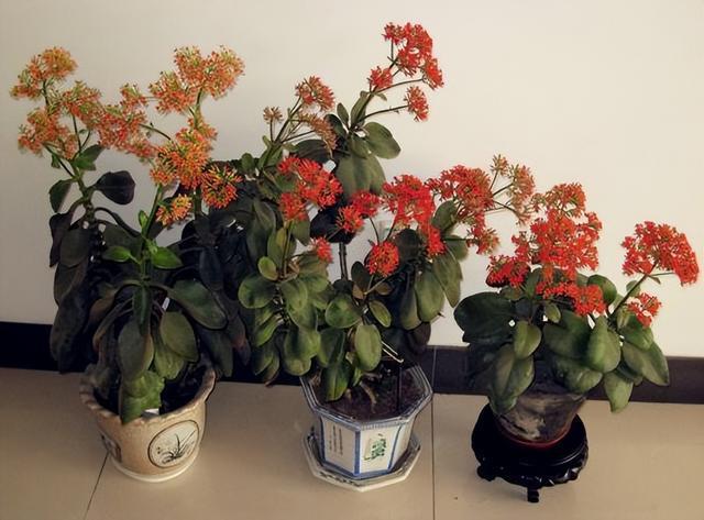 5种最能“吃醋”的植物，7天“吃1次”，叶片又肥又绿，突突长