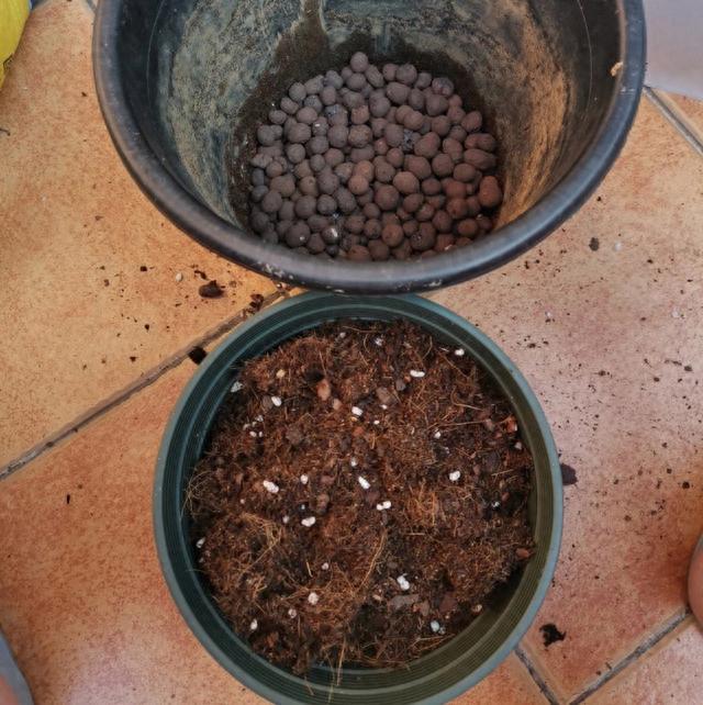 秋天养花，“5种花”抓紧换盆，长得更快更繁茂，开花多10倍