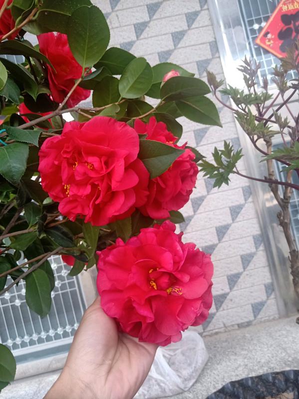放弃牡丹吧，此花美艳动人、芬芳馥郁，适合居家养护