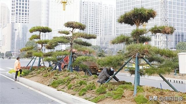 南阳独山大道精品街绿化工程接近尾声 打造道路景观 彰显城市特色