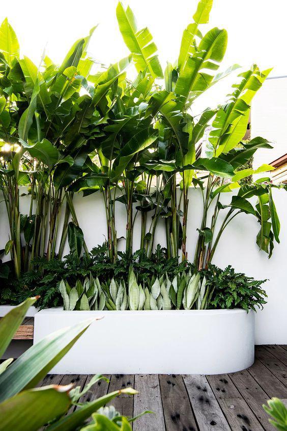 围墙边种什么植物才好？这4种植物，适合跟围墙搭配，清新雅致