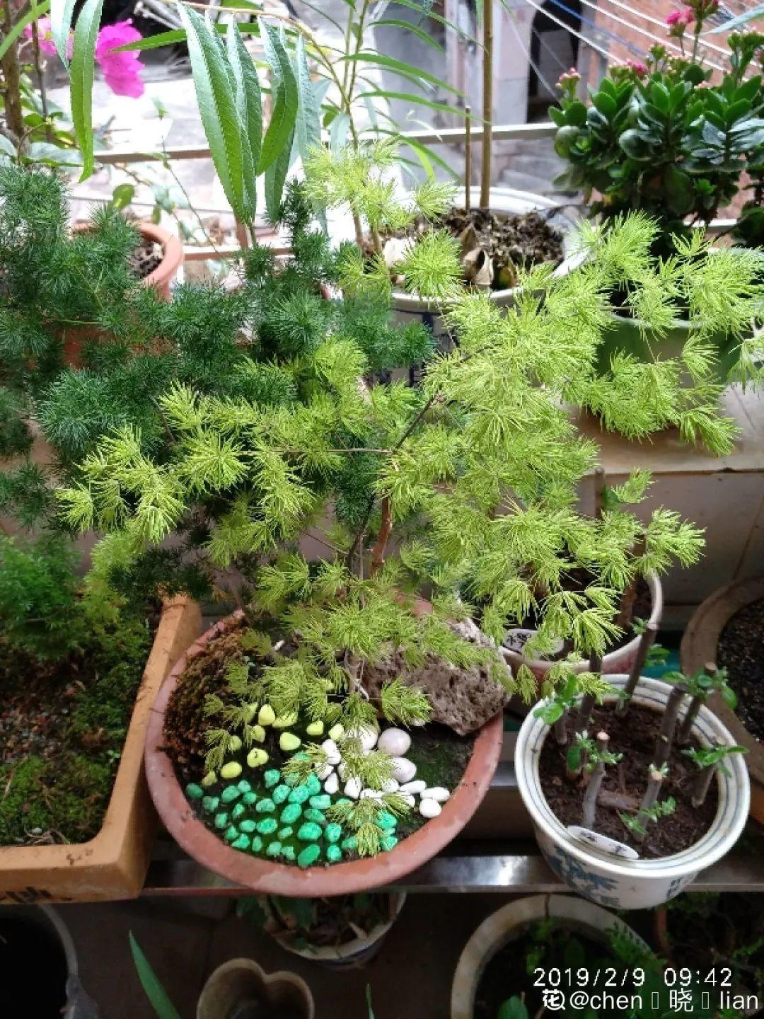 养花要摆对地方，才能赏心悦目，你家摆对了吗？