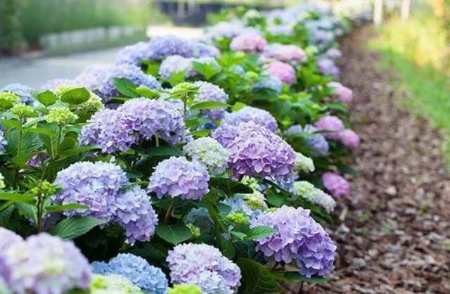 院子里养株绣球花，花开似海，艳丽无比，邻居看了都羡慕