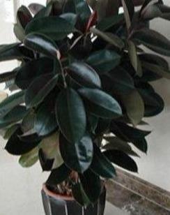 橡皮树总之“1枝独秀”？教你3个方法，养成茂密“老桩树”