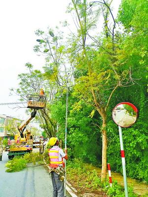 X413线新圩北路绿化提升改造工程全部完成，总长约5.5公里