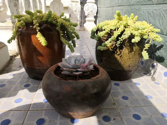 花友养花，从来不买盆，随手做一个，比买的还好看