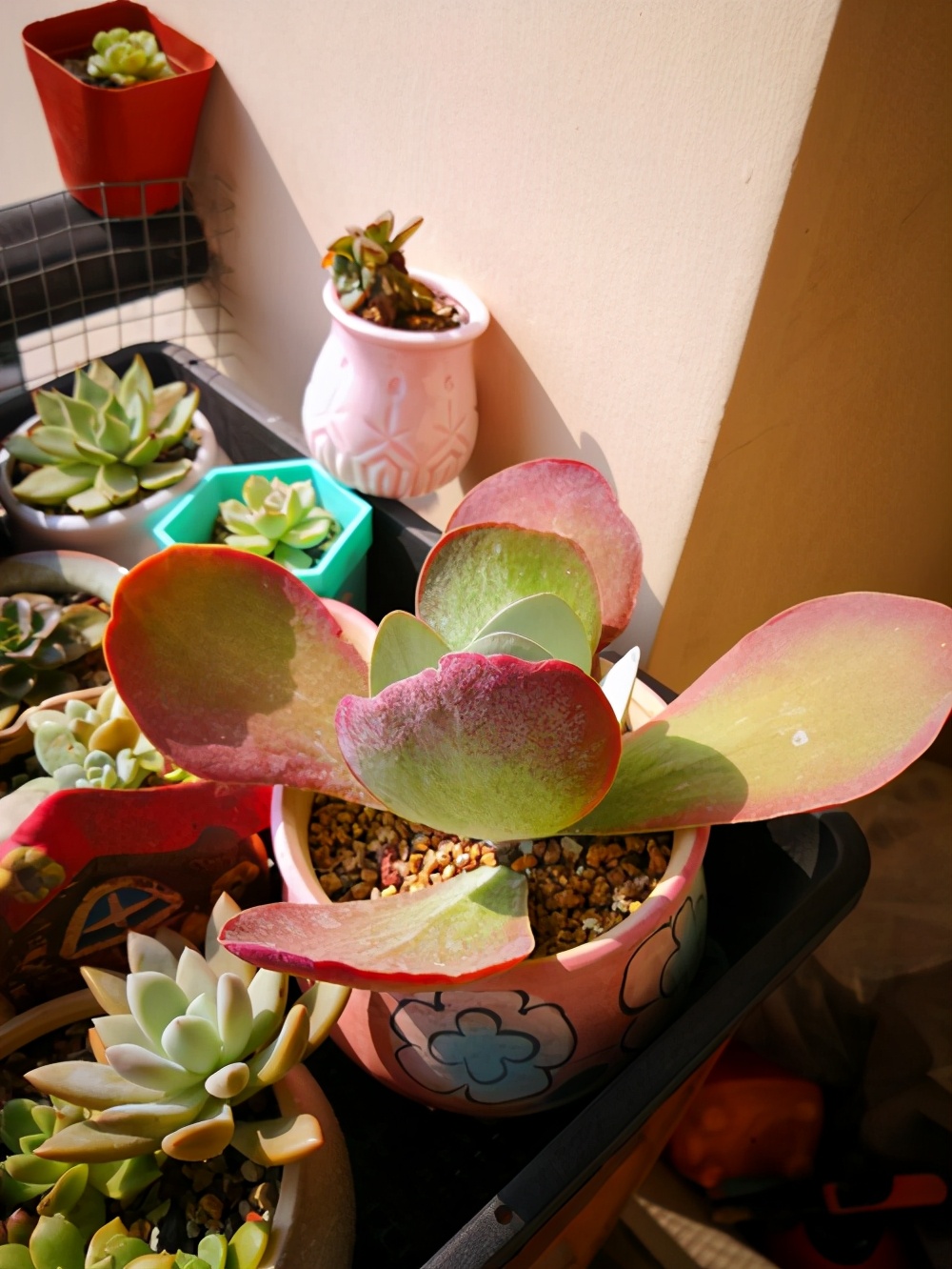 多肉珈蓝菜属,唐印、月兔耳、江户紫、落地生根、趣蝶莲、千兔耳 多肉珈蓝菜属,唐印、月兔耳、江户紫、落地生根、趣蝶莲、千兔耳