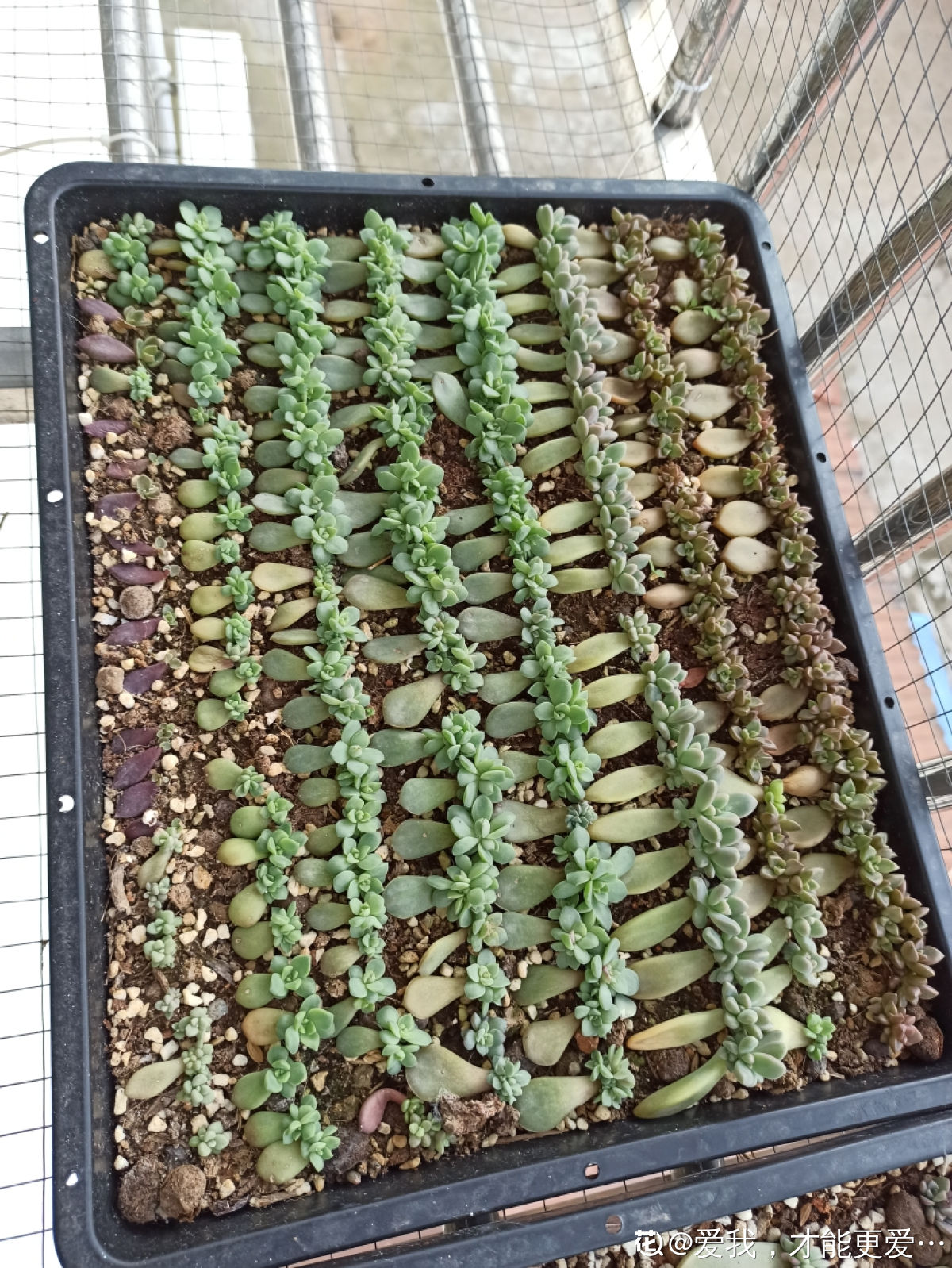 她在家里养多肉，繁殖了上千棵，屋子里都快装不下