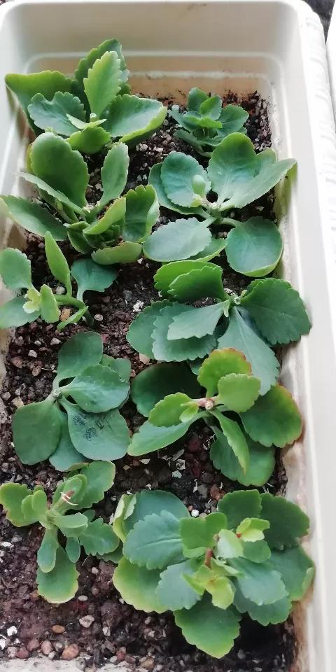  这些花别花冤枉钱买，朋友家里摘片叶子就能活，繁殖太简单