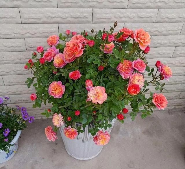 5种便宜花，一年能开200天，好养又漂亮，都是“开花小机器”