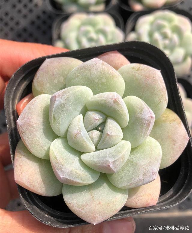 多肉冰玉，到底多少钱，有10块的，还有100块的，该怎么选？
