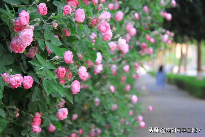 有两千多年种植史的蔷薇花，这样管理，也会拥有一个美丽的庭院
