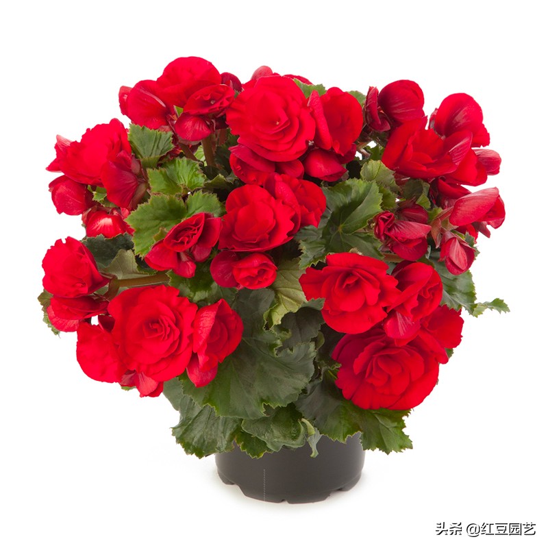 丽格海棠花，干啥啥不行，爆花第一名