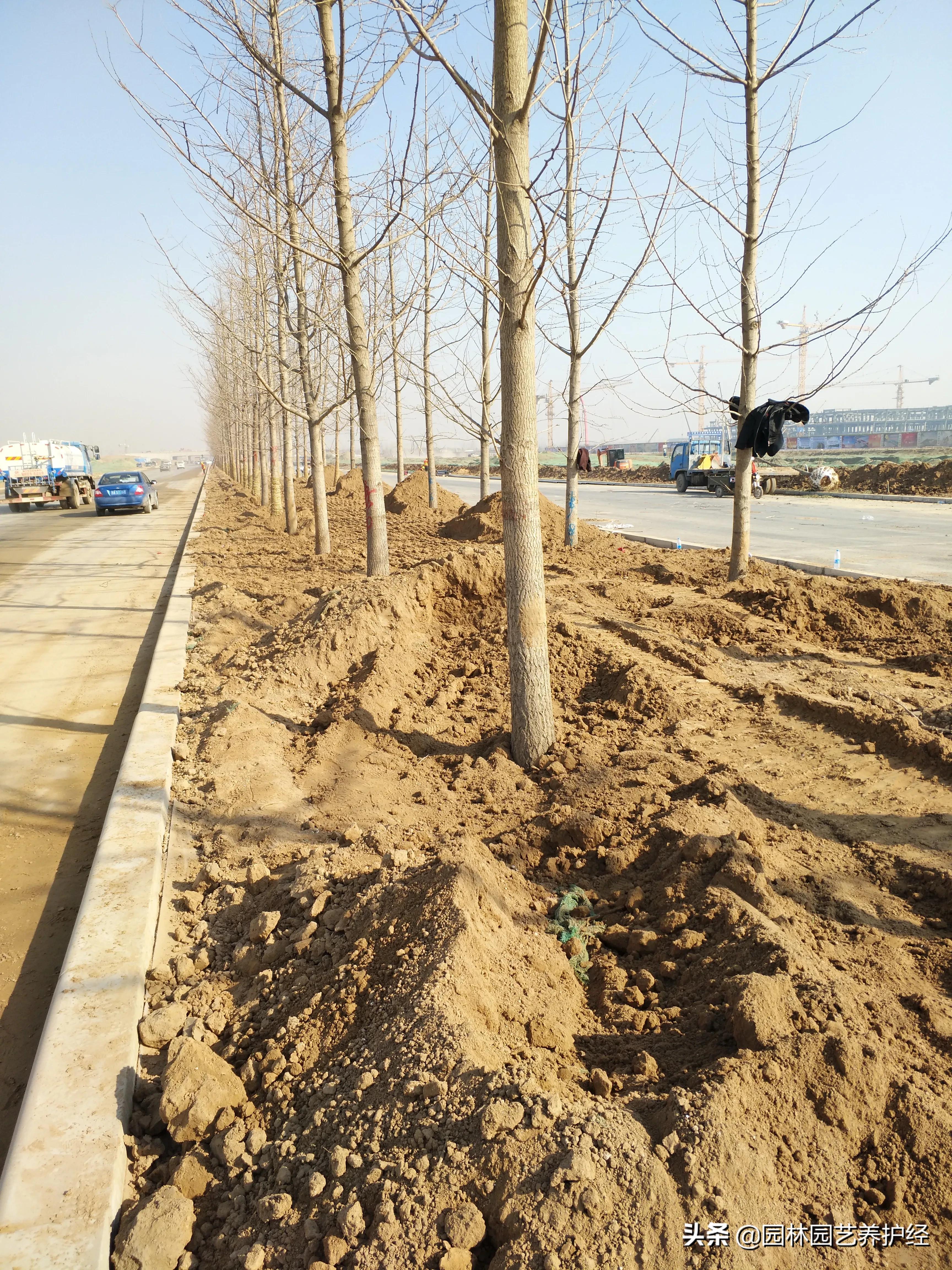 土壤对园林植物的影响