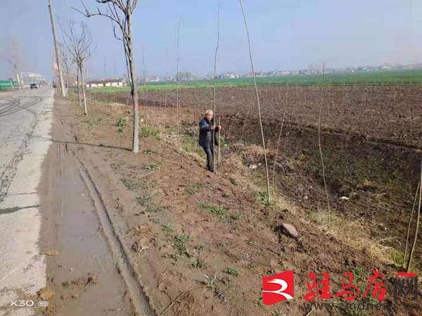 东和店镇扎实推进国土绿化工作 东和店镇扎实推进国土绿化工作