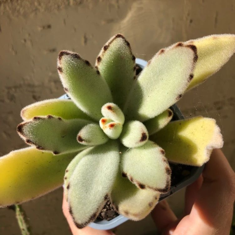 和长寿花“亲缘”关系特别近的月兔耳，对新手友好，附品种大全