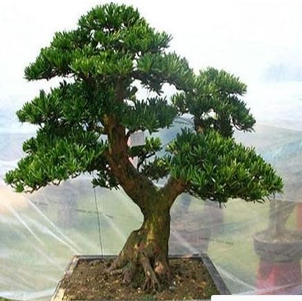 很少有人知道，这几款植物放客厅，好看养人又旺财！能养40年以上!