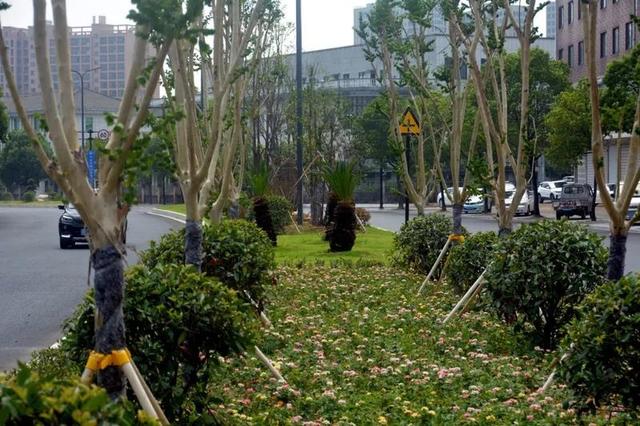 创业大道上榜 省级绿化美化示范路