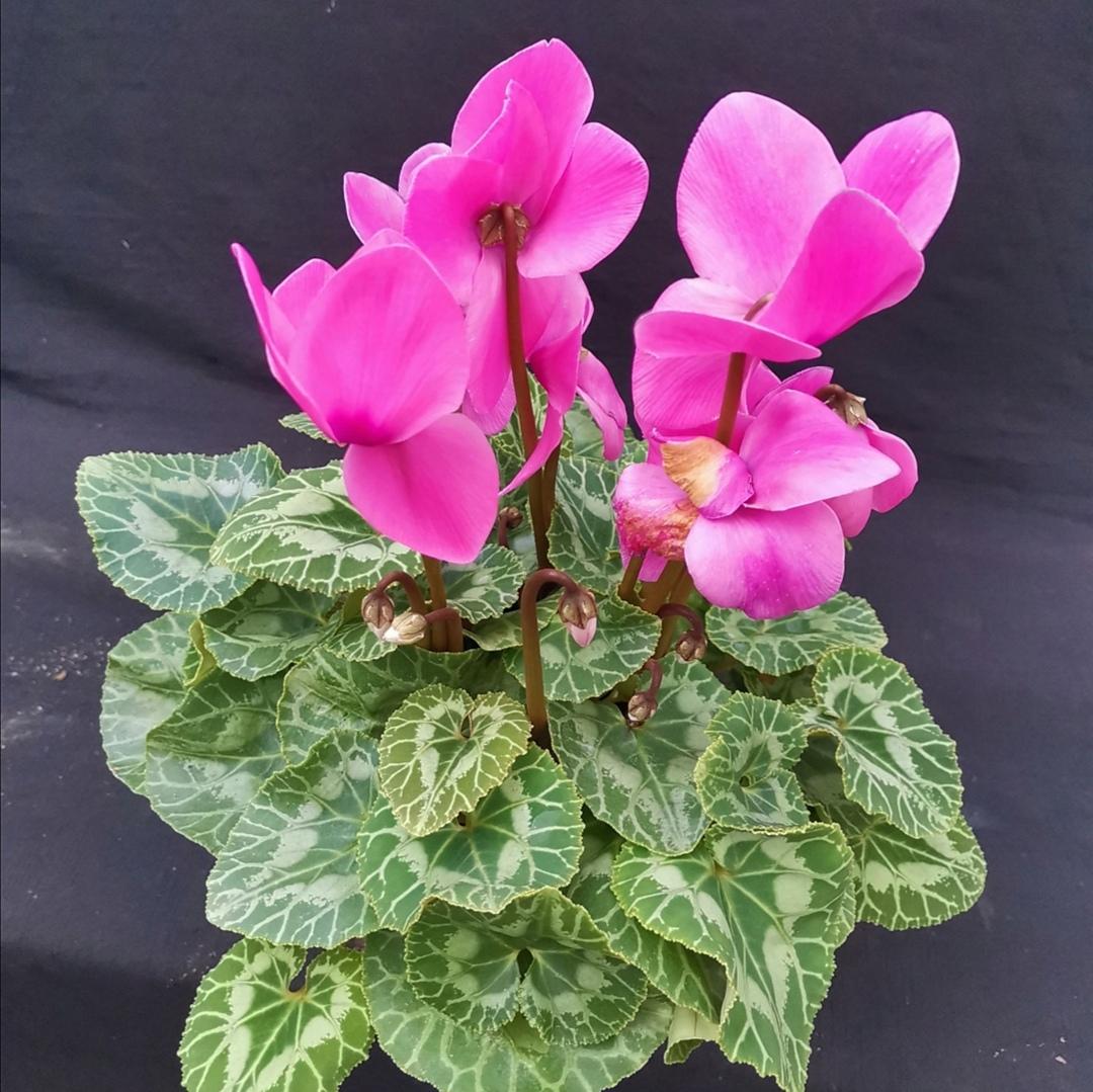4种“耐寒花”，冬天开得美，漂亮又喜庆