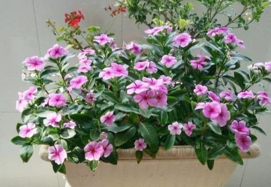 7种“低档花”，开花漂亮又好养，适合装饰阳台