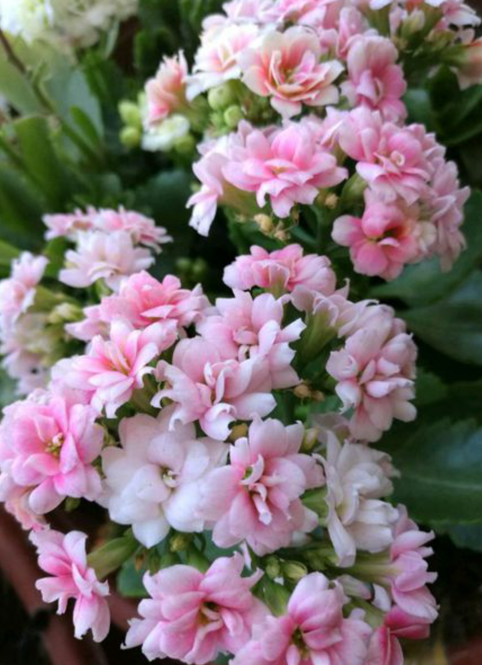 三种花秋凉了要“苏醒”，做好秋季养护，早早孕蕾开花