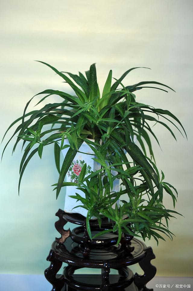 适合新手种植的六种盆栽花卉