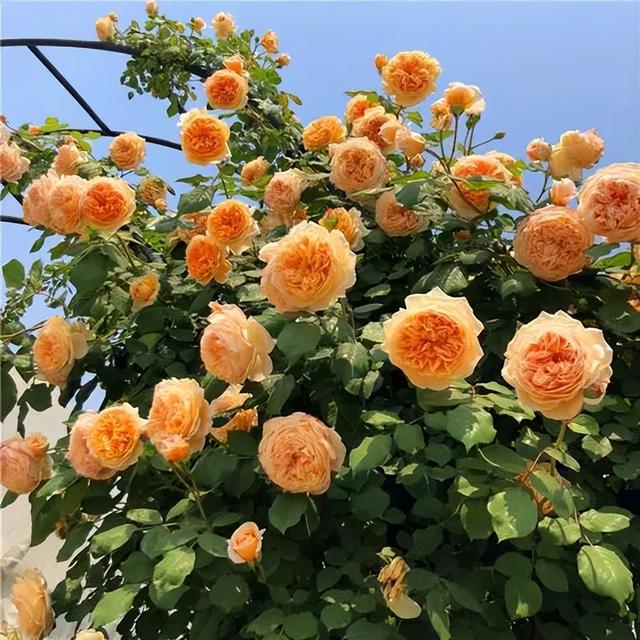 “月季贵族”玛格丽特王妃，花如其名高贵美丽，花量大到令人惊叹