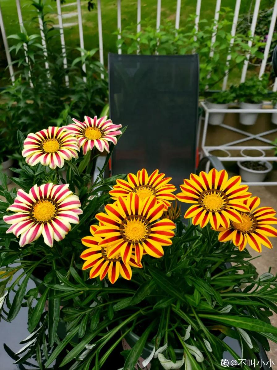 8种花一开就泛滥，个个爆成大花球，一年能开4、5次