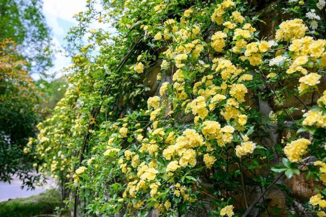 花卉霸主木香花，房子都能爬满了，比桂花都香，花期较长