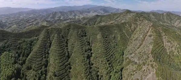 山西省关帝山国有林管理局：科学绿化工作交出亮眼成绩单