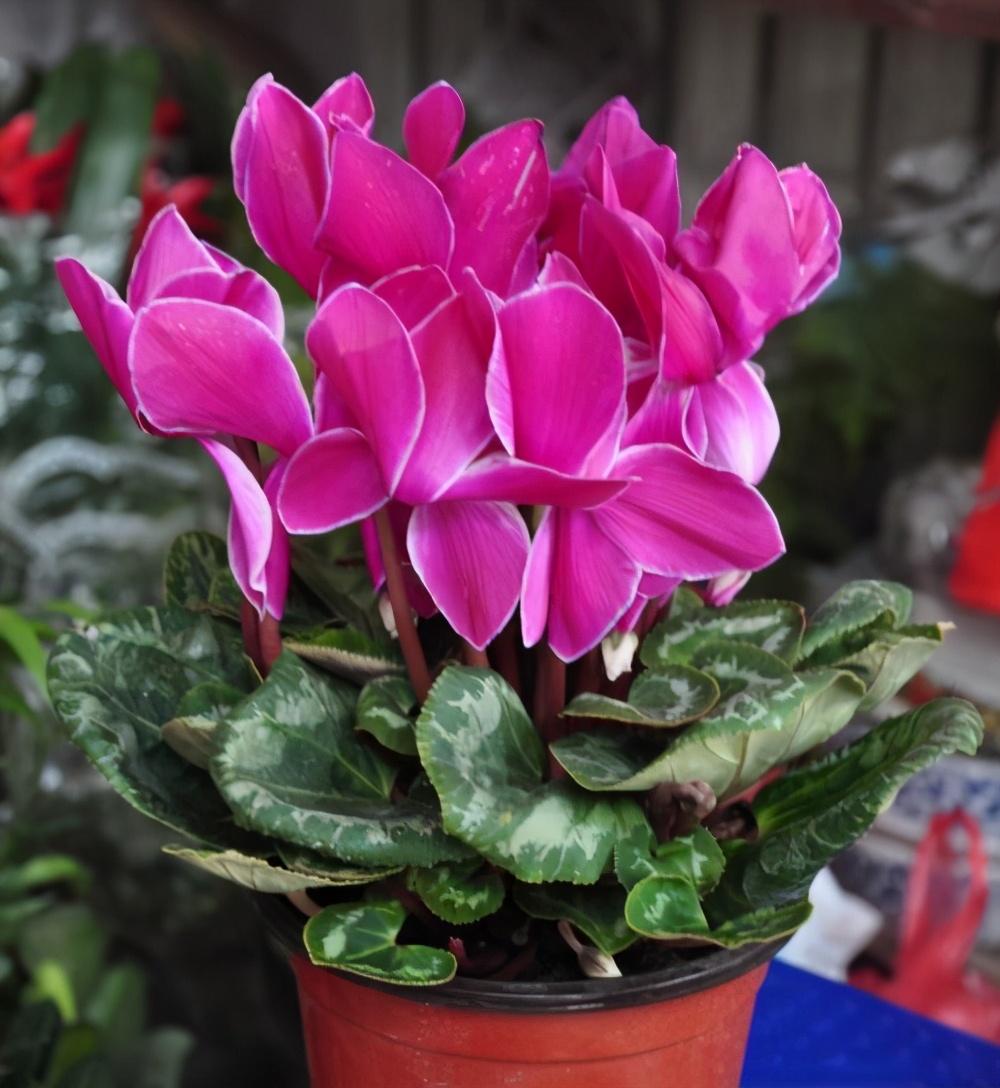 入冬之后是仙客来的天下了，赶快购买一盆回来种植吧