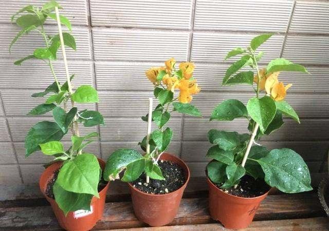 这几种花正值生长旺盛期，赶紧掐根枝条扦插，容易生根又是一盆花