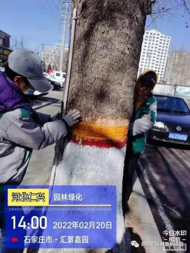 矿区城管执法局积极开展春季树木修剪工作