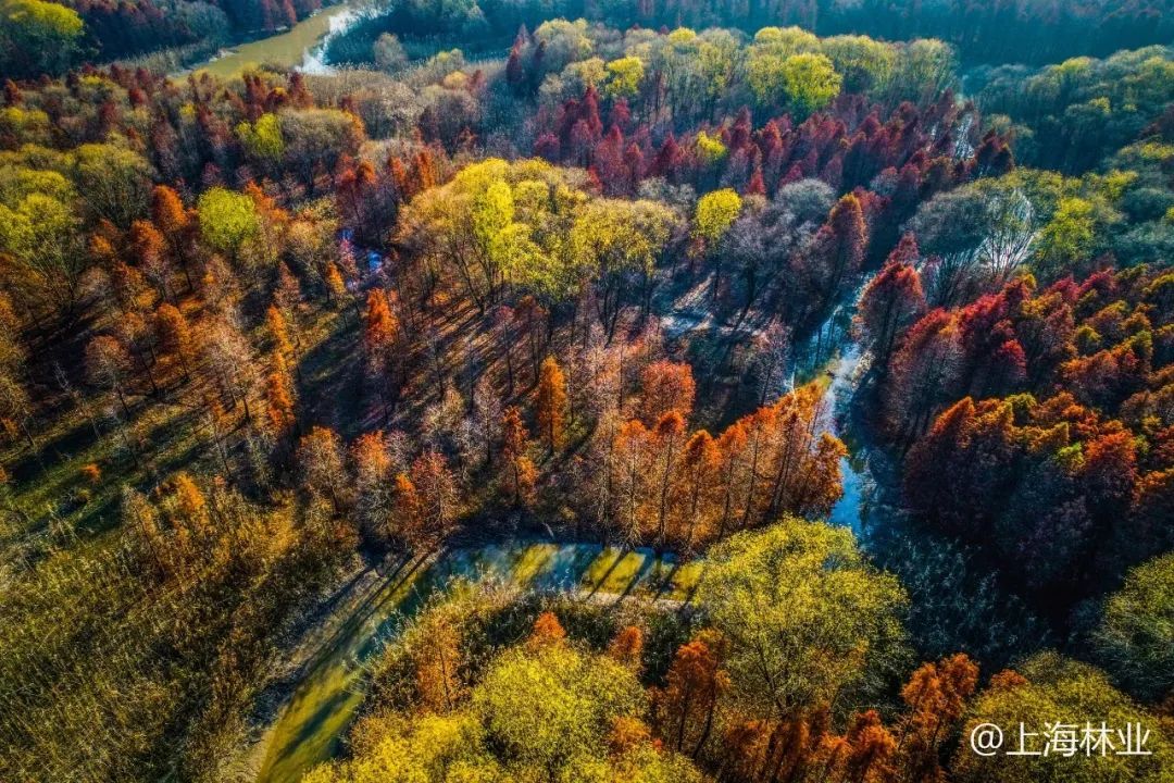 造林绿化,野生动物高水平保护和治理...2021上海市林业工作重点在这里→ 造林绿化,野生动物高水平保护和治理...2021上海市林业工作重点在这里→