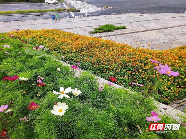 花在城中，人在景中 湘潭园林低成本打造高颜值绿化景观