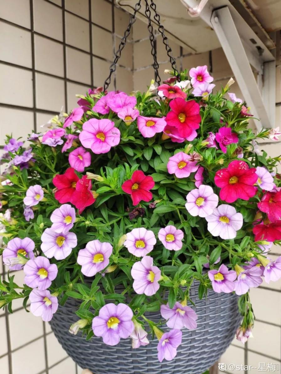 8种花一开就泛滥，个个爆成大花球，一年能开4、5次