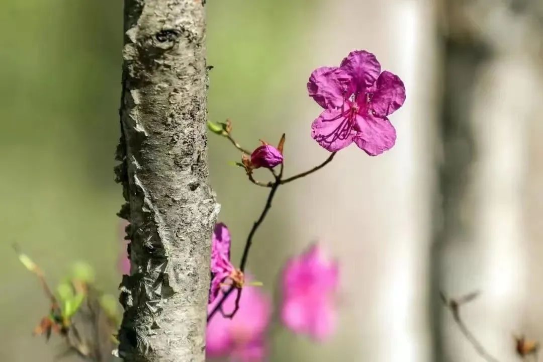 【第十五届阿尔山杜鹃节】杜鹃花：万年火山岩上开出的生命之花！