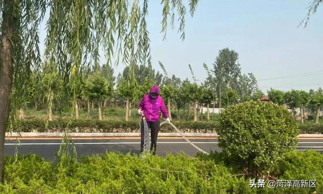  菏泽高新区：加强绿化养护 建设魅力高新