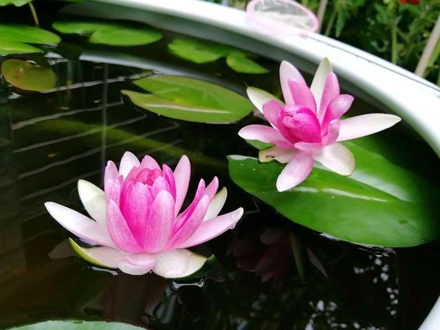 5种花，在花市看到，再便宜，也不要去买，真的不是“捡漏”