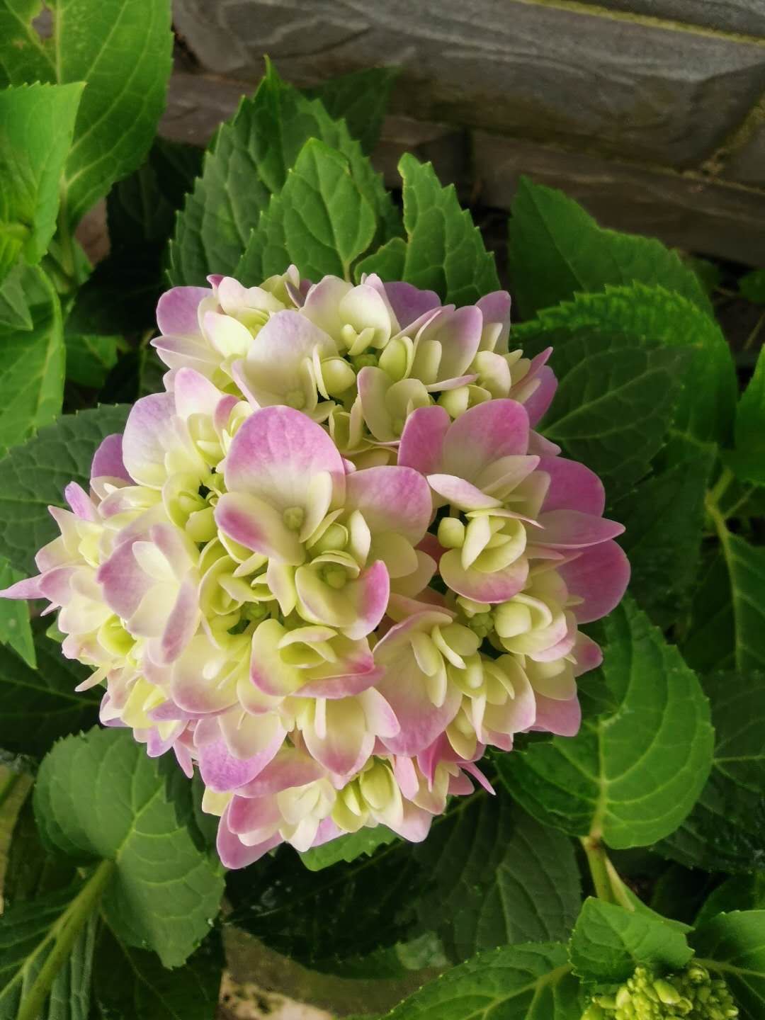 连续高温绣球花怎么养，做好两方面，一整年都枝叶翠绿长势旺