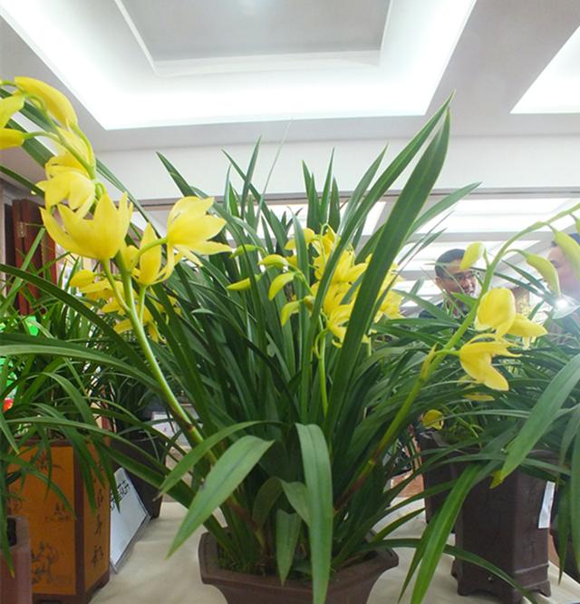 这款兰花，兰香浓郁，易花易芽还好养