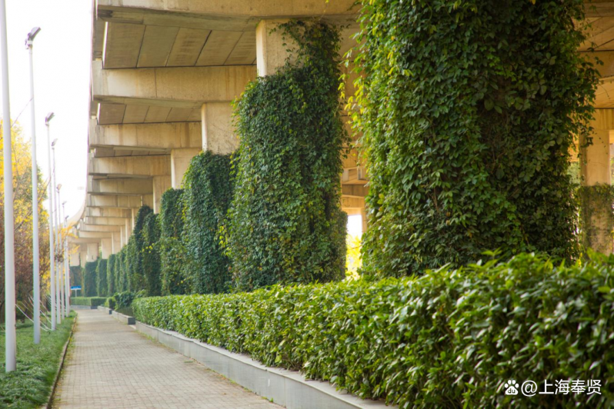 立体绿化为建筑披绿衣，让森林城市更低碳