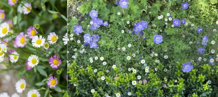 英式传统花境的现代演绎亮了,附全部植物配置品种,开眼了 英式传统花境的现代演绎亮了,附全部植物配置品种,开眼了