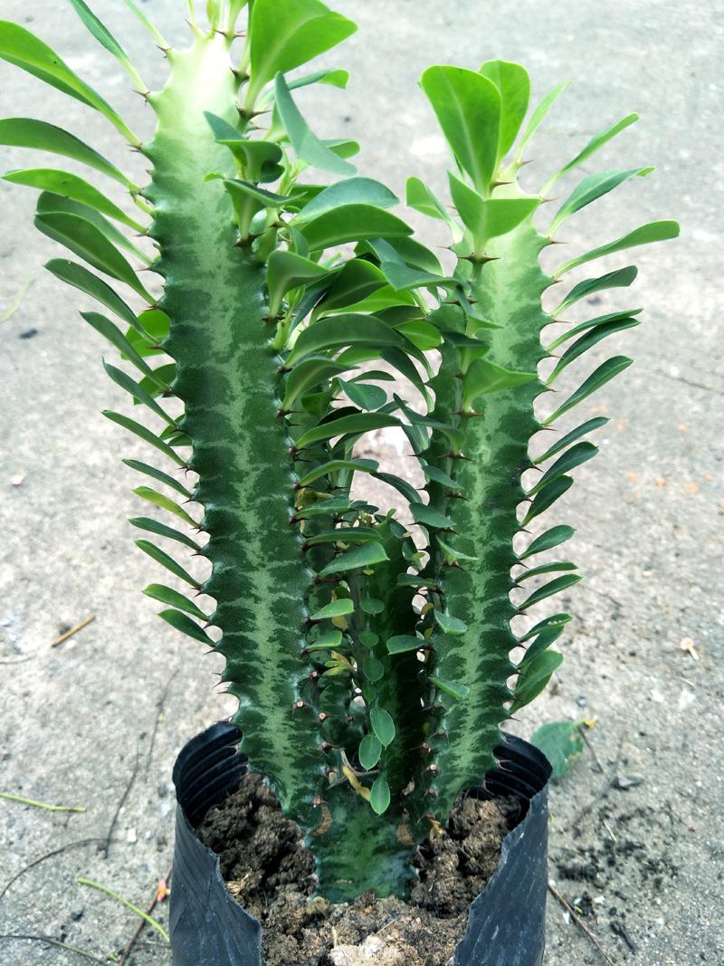 讨喜的这几款植株，家庭盆栽栽种难道不选？