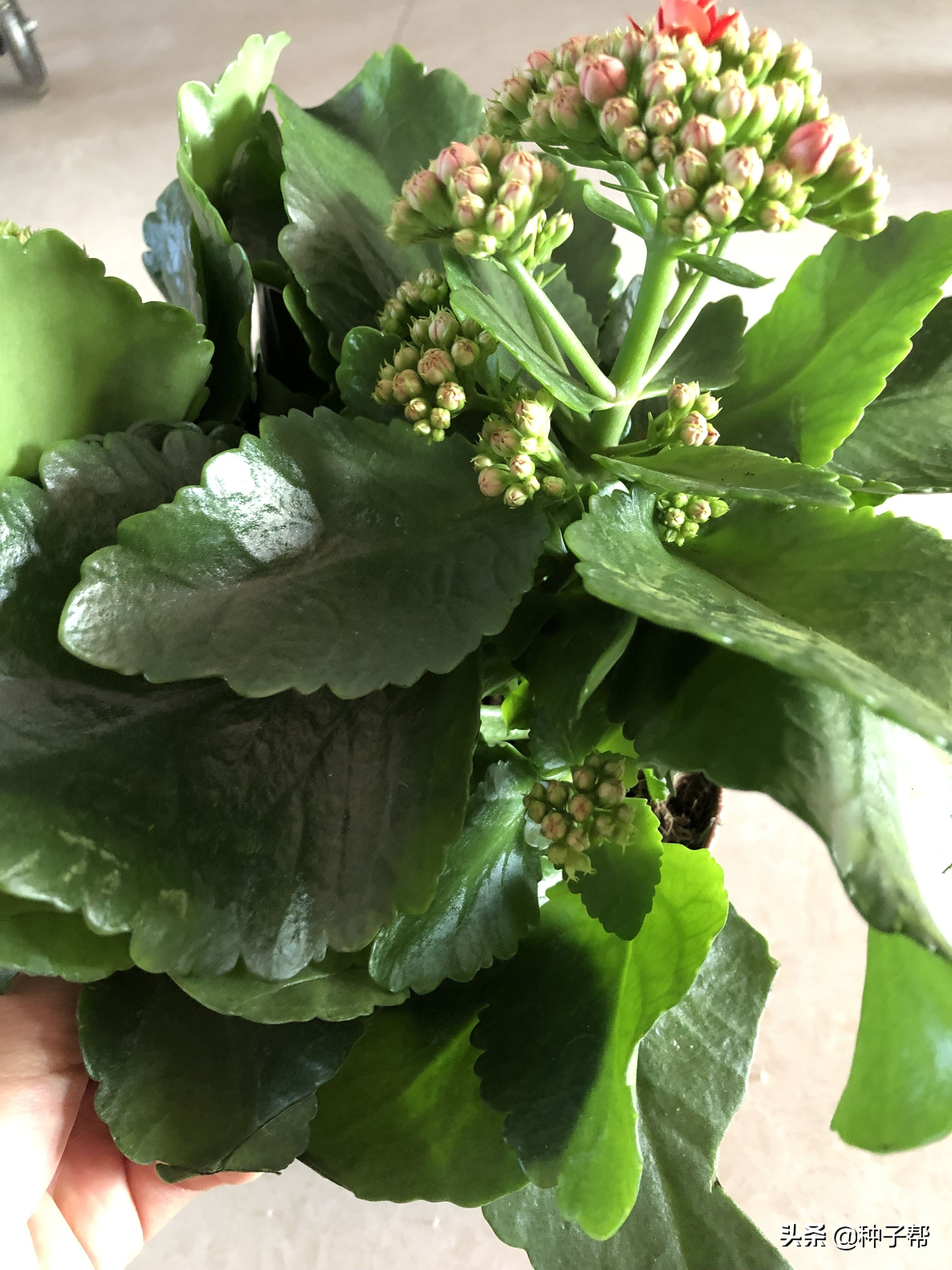 长寿花的花期在什么时候？怎么养才能爆盆？记住这几点很重要