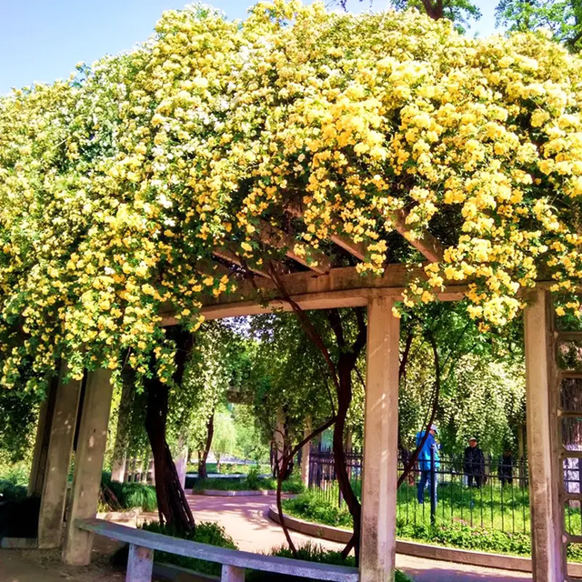 木香花抗旱耐寒，院子里种一颗，来年变成一片“花海”