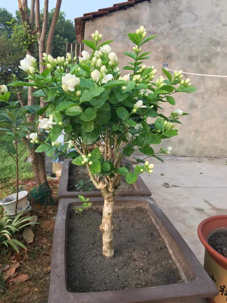 茉莉花休不休眠区别大，难怪开花没人家的多，原来问题出在休眠上