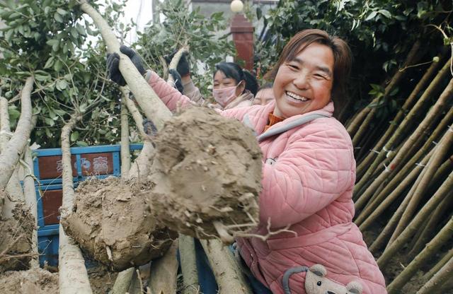 河南尉氏县：人勤春来早 绿化植树忙