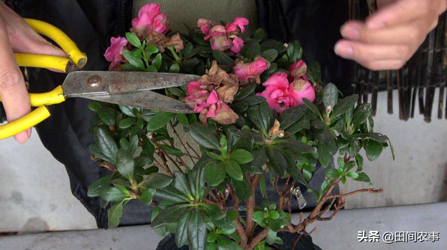 了解杜鹃花的繁殖栽培管理方法，常年青枝绿叶，花色繁茂艳丽